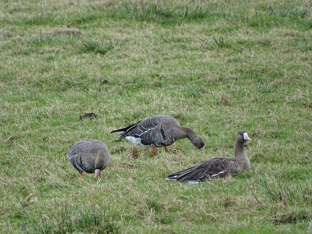 售可能成为 售可能成为